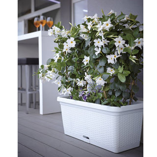 Rollbarer Blumenkasten in Rattan-Optik 80 cm (Farbe wählbar)